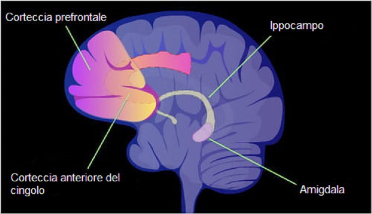 mindfulness e neurologia